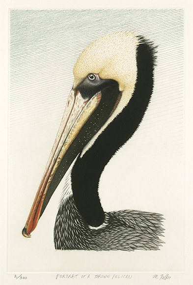 portrait of a brown pelican